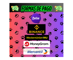 ZOOFILIA SEXUAL PORNO VIRTUAL TELEGRAM CANAL VIP DISPONIBLE VENTA